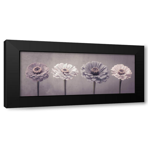Four Zinnias in a row Black Modern Wood Framed Art Print by Frank, Assaf