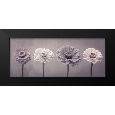Four Zinnias in a row Black Modern Wood Framed Art Print by Frank, Assaf