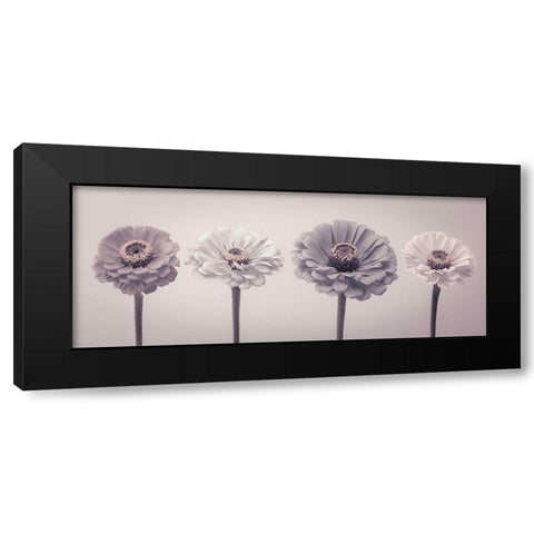 Four Zinnias in a row Black Modern Wood Framed Art Print by Frank, Assaf