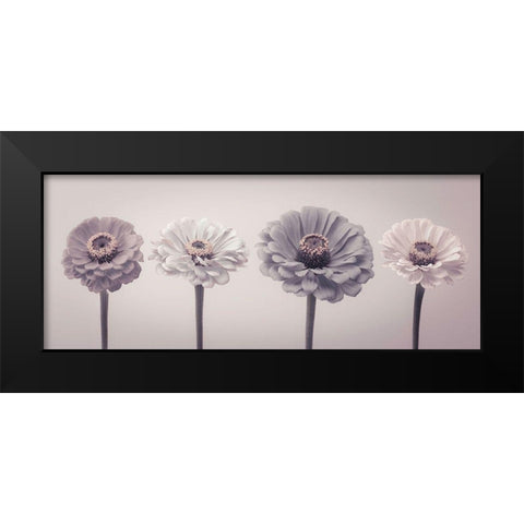 Four Zinnias in a row Black Modern Wood Framed Art Print by Frank, Assaf
