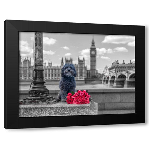 Dog by a lampost with bunch of Roses, London, UK Black Modern Wood Framed Art Print by Frank, Assaf