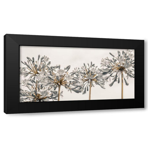 African Lily flowers Black Modern Wood Framed Art Print by Frank, Assaf