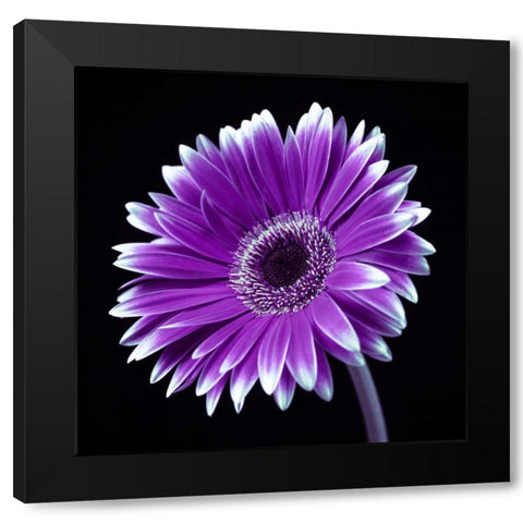 AF20120911 Gerbera 036C21 Black Modern Wood Framed Art Print with Double Matting by Frank, Assaf