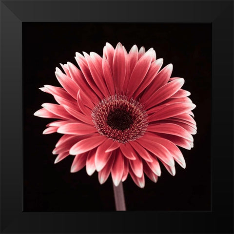 AF20120911 Gerbera 015C23 Black Modern Wood Framed Art Print by Frank, Assaf