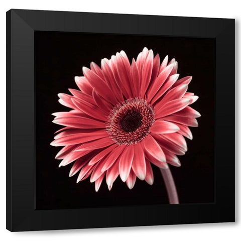 AF20120911 Gerbera 036C23 Black Modern Wood Framed Art Print with Double Matting by Frank, Assaf