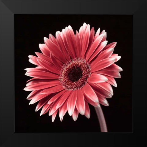 AF20120911 Gerbera 036C23 Black Modern Wood Framed Art Print by Frank, Assaf