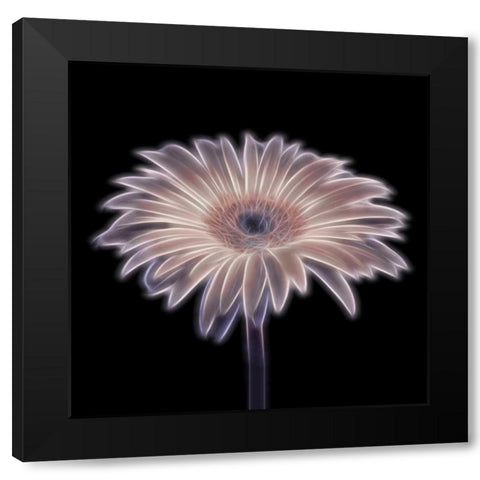 FTBR 1657 Gerbera Black Modern Wood Framed Art Print with Double Matting by Frank, Assaf