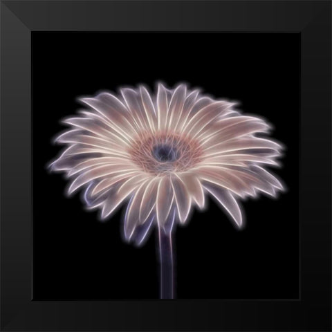 FTBR 1657 Gerbera Black Modern Wood Framed Art Print by Frank, Assaf