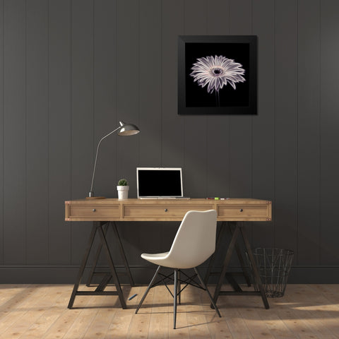 FTBR 1659 Gerbera Black Modern Wood Framed Art Print by Frank, Assaf
