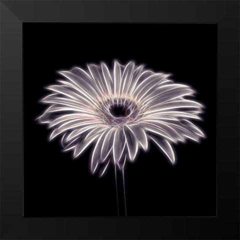 FTBR 1659 Gerbera Black Modern Wood Framed Art Print by Frank, Assaf