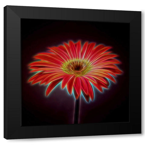 AF20110820 Gerbera 023C03PP Black Modern Wood Framed Art Print with Double Matting by Frank, Assaf