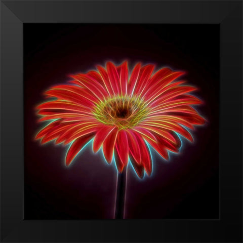 AF20110820 Gerbera 023C03PP Black Modern Wood Framed Art Print by Frank, Assaf