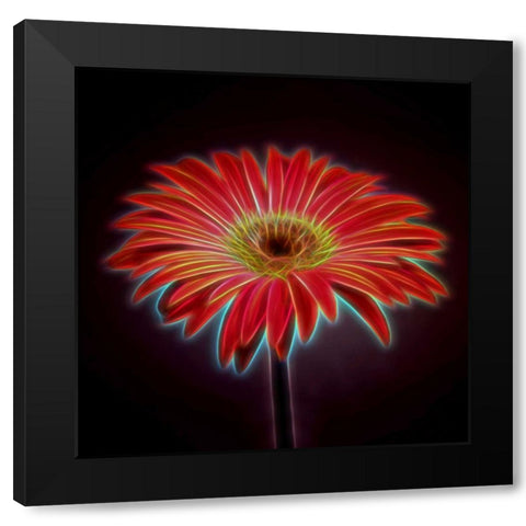 AF20110820 Gerbera 023C03PPC01 Black Modern Wood Framed Art Print by Frank, Assaf