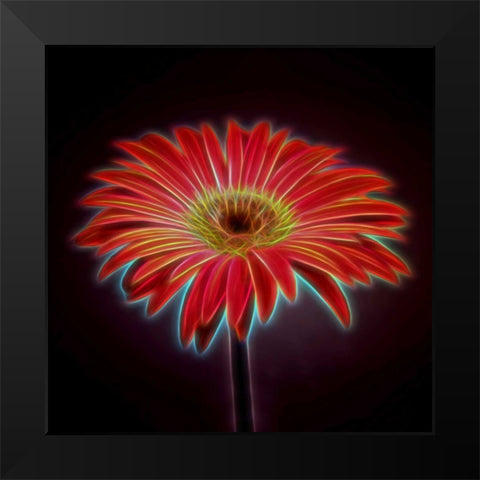 AF20110820 Gerbera 023C03PPC01 Black Modern Wood Framed Art Print by Frank, Assaf