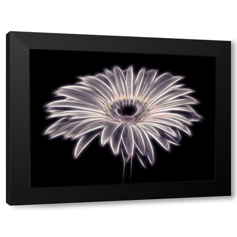 AF20110820 Gerbera 021PTGBF2C01 Black Modern Wood Framed Art Print with Double Matting by Frank, Assaf
