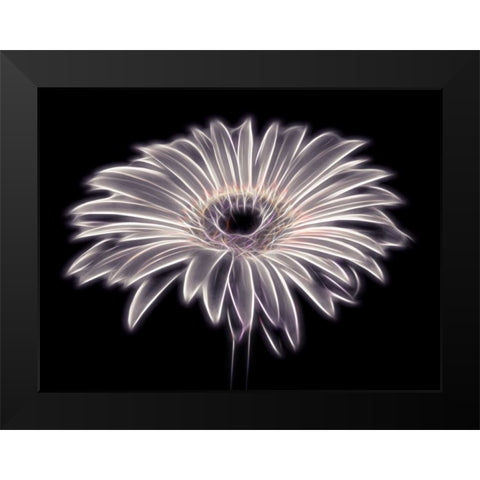 AF20110820 Gerbera 021PTGBF2C01 Black Modern Wood Framed Art Print by Frank, Assaf