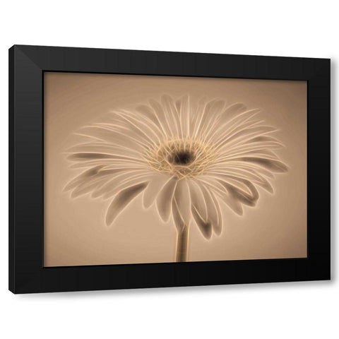 AF20110820 Gerbera 028C01PC04 Black Modern Wood Framed Art Print with Double Matting by Frank, Assaf