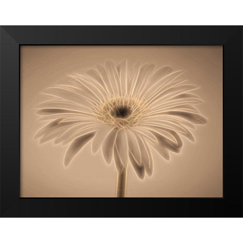 AF20110820 Gerbera 028C01PC04 Black Modern Wood Framed Art Print by Frank, Assaf