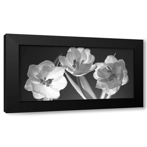 Tulips, black and white Black Modern Wood Framed Art Print by Frank, Assaf