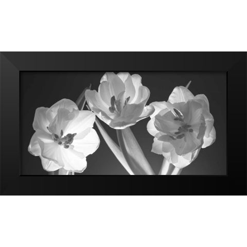 Tulips, black and white Black Modern Wood Framed Art Print by Frank, Assaf