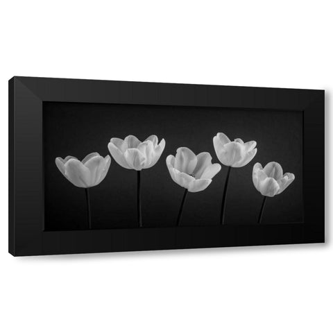 Five Tulips in a row Black Modern Wood Framed Art Print with Double Matting by Frank, Assaf