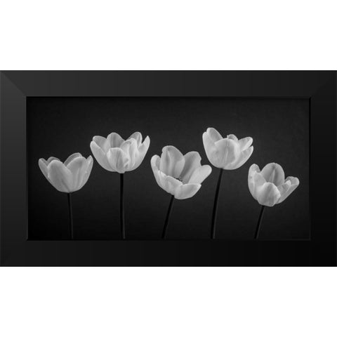 Five Tulips in a row Black Modern Wood Framed Art Print by Frank, Assaf