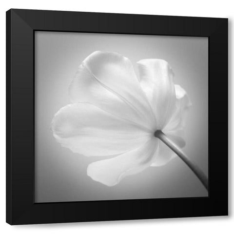 Tulip flower, close-up Black Modern Wood Framed Art Print by Frank, Assaf