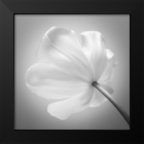 Tulip flower, close-up Black Modern Wood Framed Art Print by Frank, Assaf
