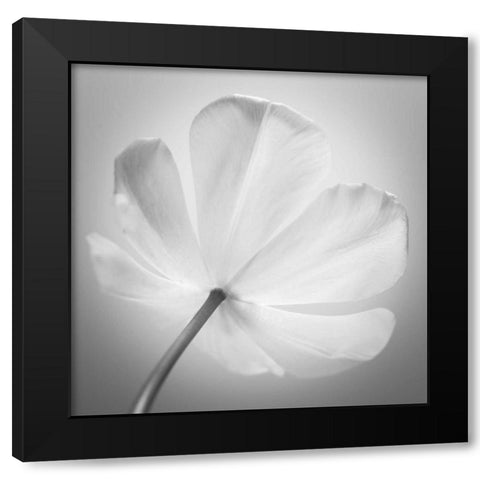 Tulip flower, close-up Black Modern Wood Framed Art Print with Double Matting by Frank, Assaf