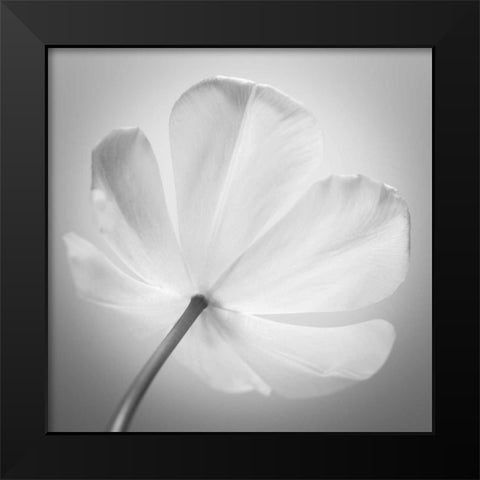 Tulip flower, close-up Black Modern Wood Framed Art Print by Frank, Assaf