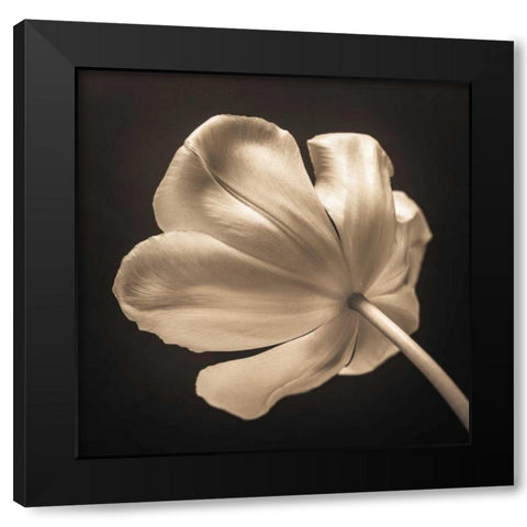 Tulip flower, close-up Black Modern Wood Framed Art Print with Double Matting by Frank, Assaf