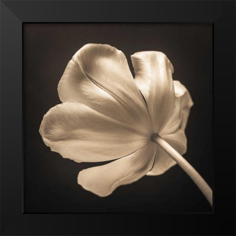 Tulip flower, close-up Black Modern Wood Framed Art Print by Frank, Assaf
