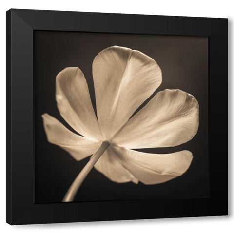 Tulip flower, close-up Black Modern Wood Framed Art Print by Frank, Assaf