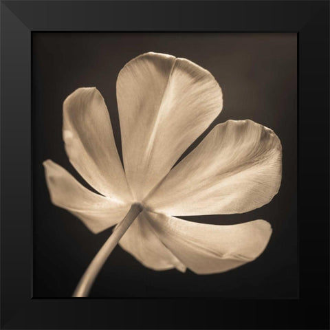 Tulip flower, close-up Black Modern Wood Framed Art Print by Frank, Assaf