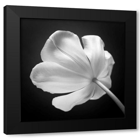 Tulip flower, close-up, AF20120427-562 Black Modern Wood Framed Art Print by Frank, Assaf