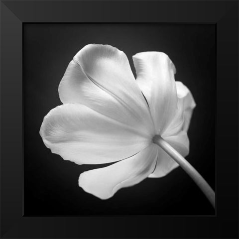 Tulip flower, close-up, AF20120427-562 Black Modern Wood Framed Art Print by Frank, Assaf