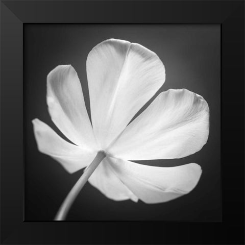 Tulip flower, close-up, AF20120427-600 Black Modern Wood Framed Art Print by Frank, Assaf