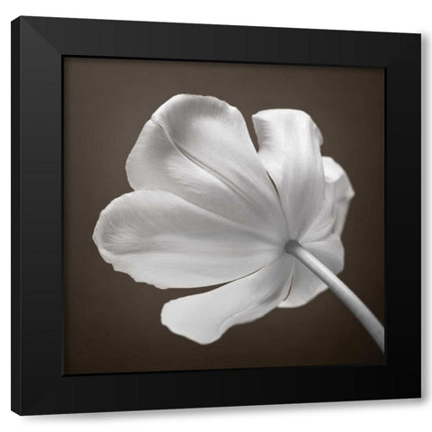 Tulip flower, close-up Black Modern Wood Framed Art Print with Double Matting by Frank, Assaf