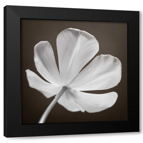 Tulip flower, close-up Black Modern Wood Framed Art Print by Frank, Assaf