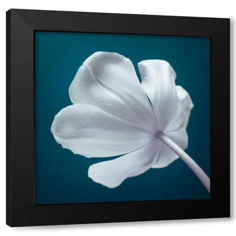 Tulip flower, close-up Black Modern Wood Framed Art Print by Frank, Assaf