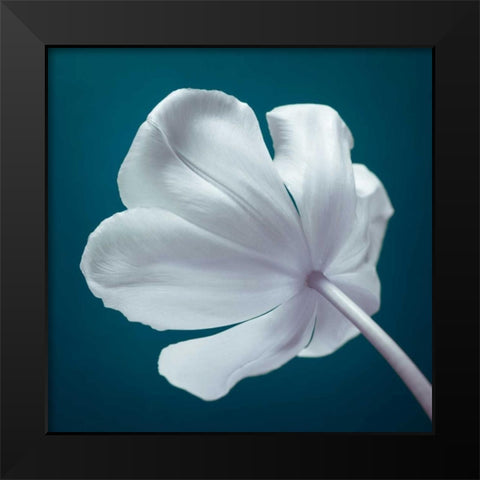 Tulip flower, close-up Black Modern Wood Framed Art Print by Frank, Assaf