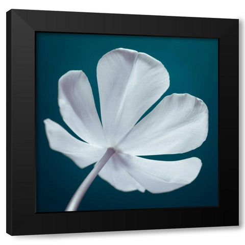 Tulip flower, close-up Black Modern Wood Framed Art Print with Double Matting by Frank, Assaf