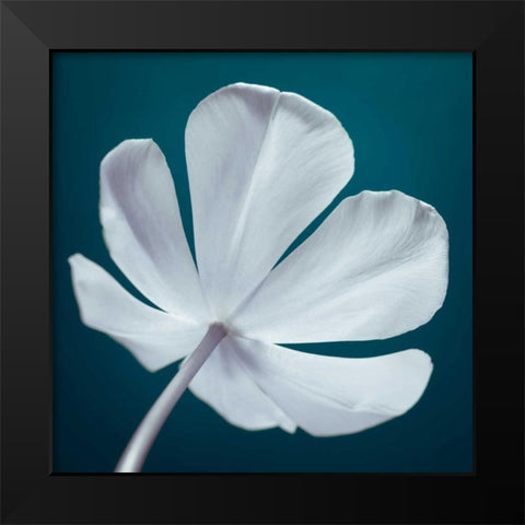 Tulip flower, close-up Black Modern Wood Framed Art Print by Frank, Assaf