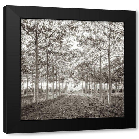 Pathway through trees in forest, AF20151226-078C01 Black Modern Wood Framed Art Print with Double Matting by Frank, Assaf