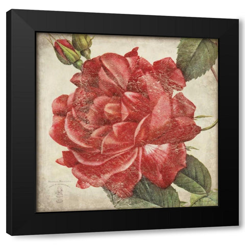 Rose Flower Black Modern Wood Framed Art Print with Double Matting by Marrott, Stephanie