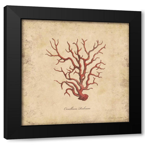 Shells I Black Modern Wood Framed Art Print by Marrott, Stephanie