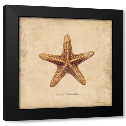 Shells III Black Modern Wood Framed Art Print by Marrott, Stephanie