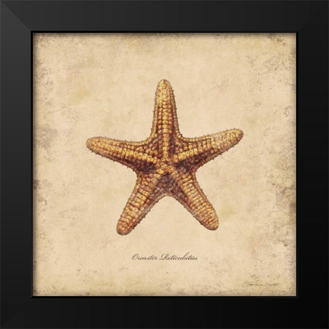 Shells III Black Modern Wood Framed Art Print by Marrott, Stephanie
