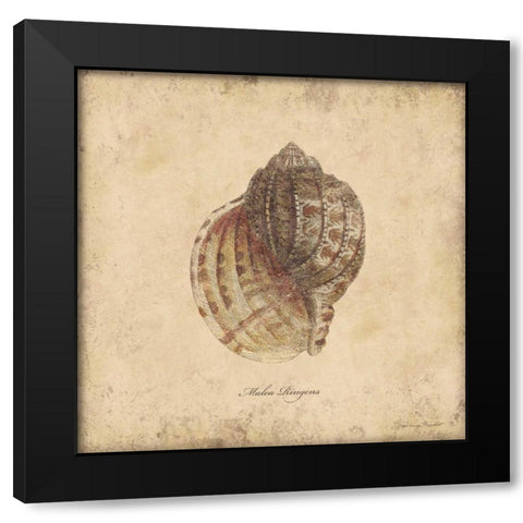 Shells IV Black Modern Wood Framed Art Print with Double Matting by Marrott, Stephanie