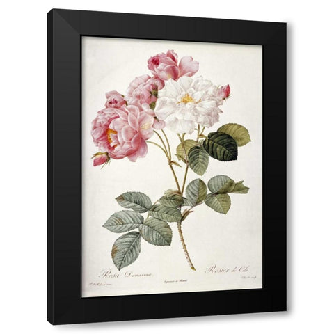 Damask Rose Black Modern Wood Framed Art Print with Double Matting by Redoute, Pierre Joseph